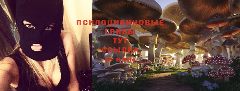 где продают   Буй  Псилоцибиновые грибы Psilocybe 